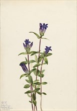 Riverbank Gentian (Gentiana affinis), 1924.