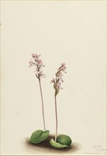 Roundleaf Orchis (Orchis rotundifolia), 1924.