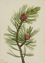 Whitebark Pine (Pinus albicaulis), 1924.