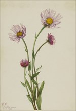 Alaska Fleabane (Erigeron salsuginosus), 1925.