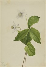 Forest Anemone (Anemone deltoidea), 1925.