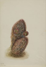 Green Strawberry Cactus (Echinocereus viridiflorus), 1925.