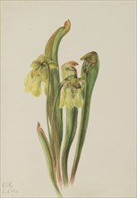 Hooded Pitcherplant (Sarracenia minor), 1925.