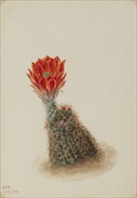 Lloyd's Strawberry Cactus (Echinocereus lloydii), 1925.