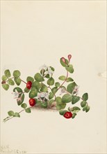 Partridgeberry (Mitchella repens), 1925.