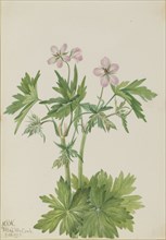 Western Cranesbill (Geranium viscosissimum), 1925.