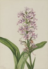 Large Purple Fringe-Orchid (Habenaria grandiflora), 1926.