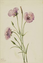 Lilac Mariposa (Calochortus splendens), 1926.