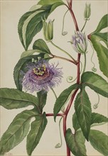 Maypop (Passiflora incarnata), 1926.