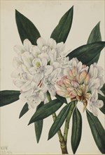 Rosebay Rhododendron (Rhododendron maximum), 1926.
