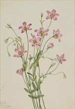 Saltmarsh Rosegentian (Sabbatia stellaris), 1926.