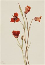 Scarlet Mariposa (Calochortus kennedyi), 1926.