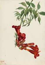Trumpet Creeper (Bignonia radicans), 1926.