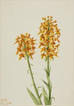 Yellow Fringe Orchid (Habenaria ciliaris), 1926.