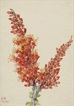 Ocotillo (Fouquieria splendens), 1927.