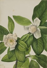 Sweetbay (Magnolia virginiana), 1927.