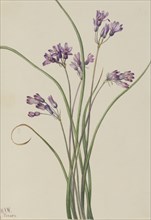 Wild Hyacinth (Brodiaea pulchella), 1927.