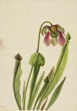 Catesby Pitcherplant (Sarracenia catesaei), 1929.