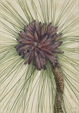 Longleaf Pine (Pinus palustris), 1929.