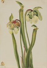 Hybrid Pitcherplant (Sarracenia minor), 1930.