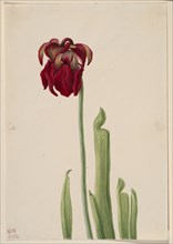 Red Pitcherplant (Sarracenia jonesii), 1930.