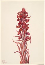 Snow Plant (Sarcodes sanguinea), 1930.