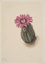 Turkeyhead Cactus (Echinocerus perbellus), 1930.