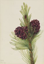 Whitebark Pine (Pinus albicaulis), 1931.