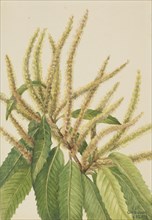 American Chestnut (Castanea dentata), 1932.