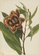 American Chestnut (Castanea dentata), 1932.