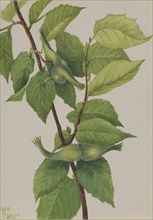 Beaked Hazelnut (Corylus rostrata), 1932.
