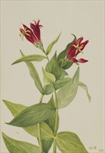 Carolina Pink (Spigelia marylandica), 1932.