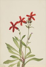 Fire Pink (Silene virginica), 1932.