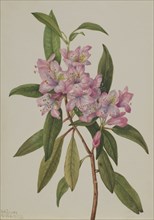 Rose-Bay Rhododendron (Rhododendron carolinianum), 1932.