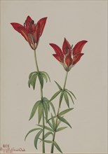 Wood Lily (Lilium philadelphicum), 1932.