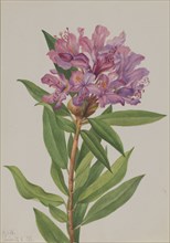 California Rose-Bay (Rhododendron californicum), 1933.