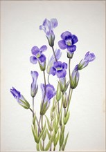 Fringed Gentian (Gentiana elegana), 1933.