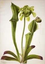 Green Pitcherplant (Sarracenia orephila), 1933.