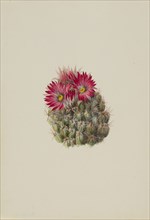 Hedgehog Cactus (Coryphantha arizonica), 1933.