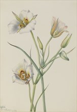 Sego Lily (Calochortus nuttallii), 1933.