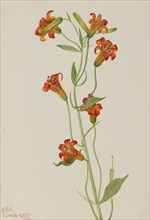 Small Tiger Lily (Lilium parvum), 1933.