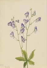 Western Monkshood (Aconitum columbianum), 1933.