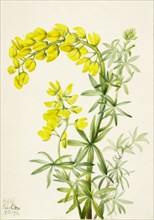 Yellow Lupine (Lupinis arboreus), 1933.