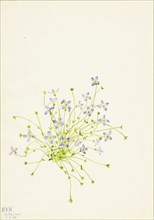 Bluets (Houstonia serpyllifolia), 1934.