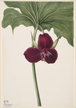 Sweet Trillium (Trillium vasyi), 1934.