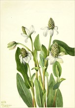 Yerba Mansa (Anemopsis californica), 1934.