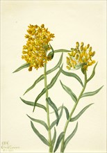 Butterfly Weed (Ascelpias tuberosa), 1935.
