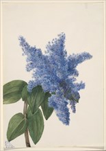 California Lilac (Ceanothus thyrsiflorus), 1935.