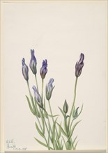 Gentian (Gentiana macounii), 1935.