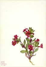 Purple Monkey-Flower (Mimulus bigelovii), 1935.